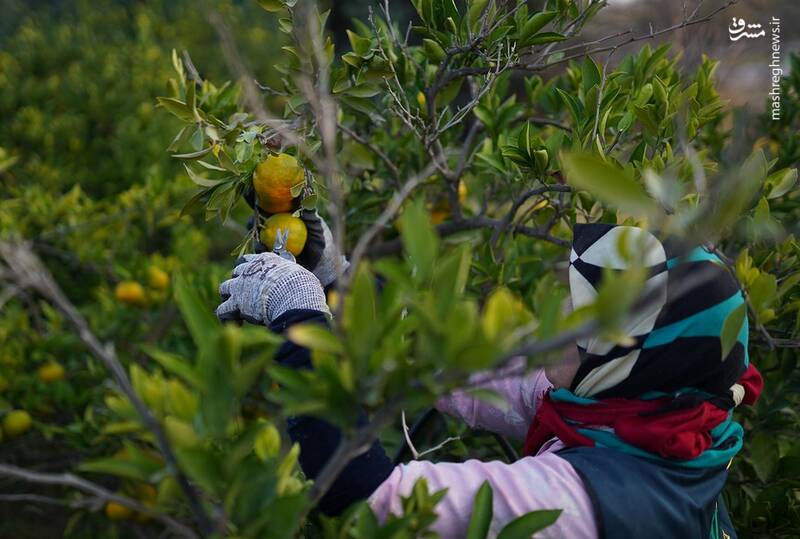 نارنگي،كارگران،تُن،هكتاراز