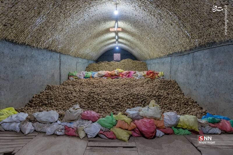 عکس / برداشت سیب زمینی از مزارع فیروزکوه 25