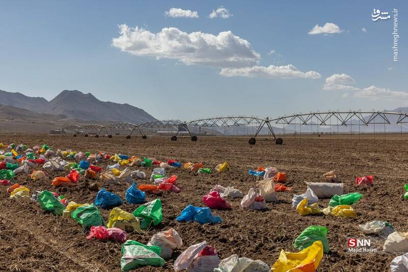 عکس / برداشت سیب زمینی از مزارع فیروزکوه