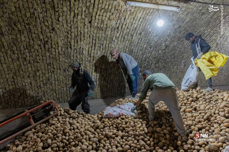 عکس / برداشت سیب زمینی از مزارع فیروزکوه 24
