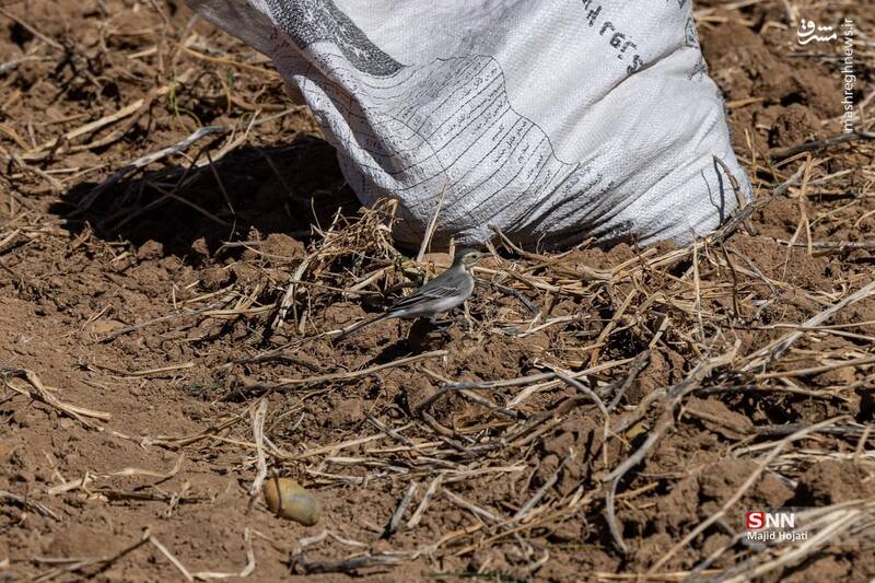 عکس / برداشت سیب زمینی از مزارع فیروزکوه 23