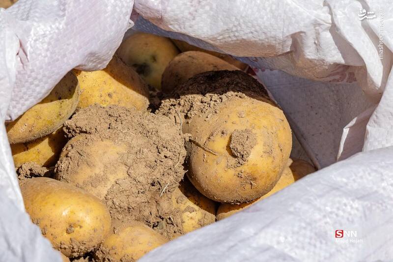 عکس / برداشت سیب زمینی از مزارع فیروزکوه 22