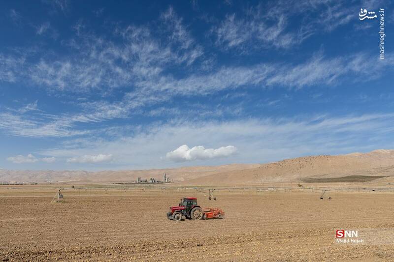 عکس / برداشت سیب زمینی از مزارع فیروزکوه 21