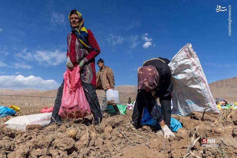 عکس / برداشت سیب زمینی از مزارع فیروزکوه 20