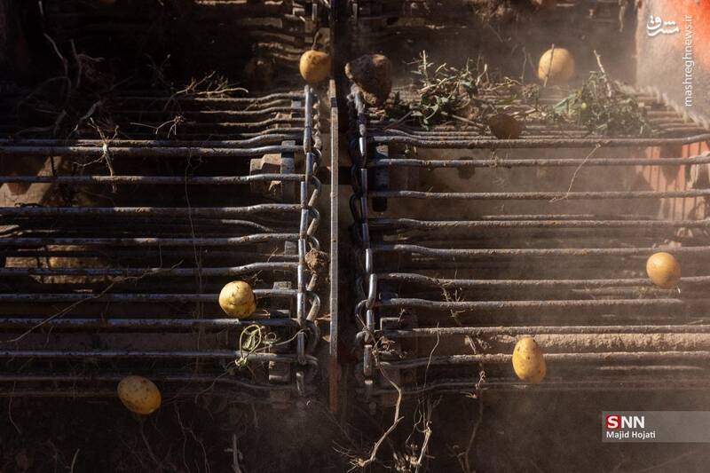 عکس / برداشت سیب زمینی از مزارع فیروزکوه 19