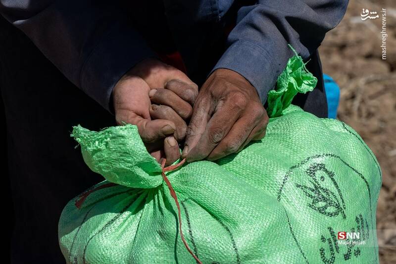 عکس / برداشت سیب زمینی از مزارع فیروزکوه 18