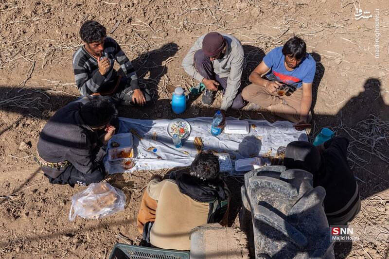 عکس / برداشت سیب زمینی از مزارع فیروزکوه 17