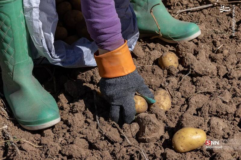 عکس / برداشت سیب زمینی از مزارع فیروزکوه 16