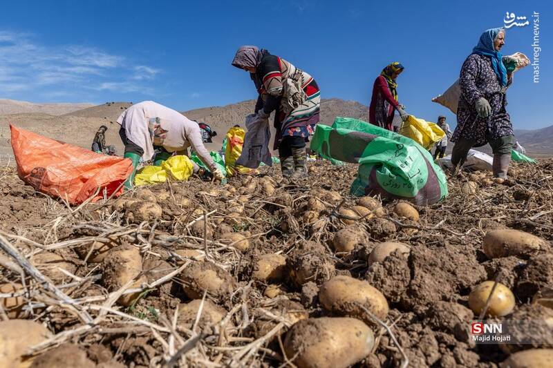 عکس / برداشت سیب زمینی از مزارع فیروزکوه 15