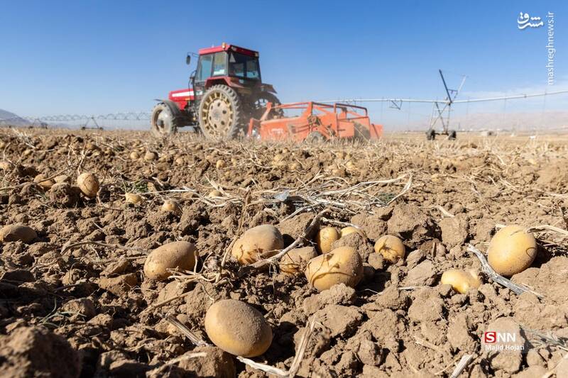 عکس / برداشت سیب زمینی از مزارع فیروزکوه 14
