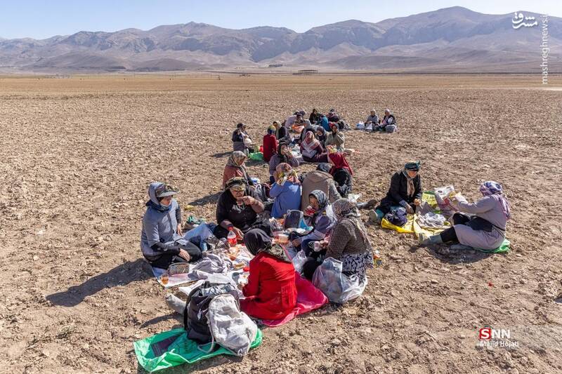 عکس / برداشت سیب زمینی از مزارع فیروزکوه 11