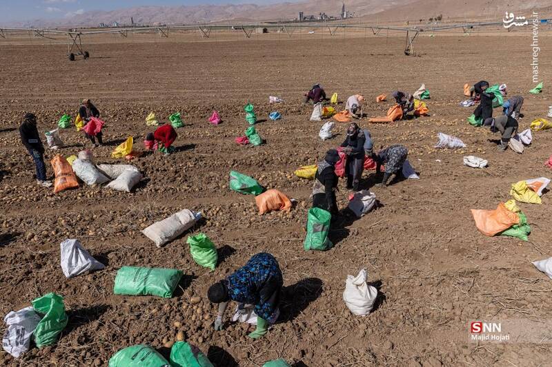 عکس / برداشت سیب زمینی از مزارع فیروزکوه 10