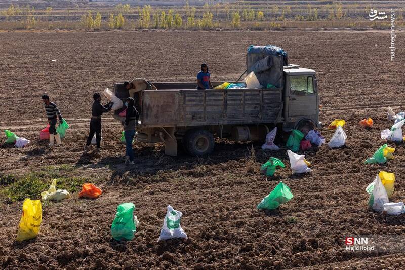 عکس / برداشت سیب زمینی از مزارع فیروزکوه 9