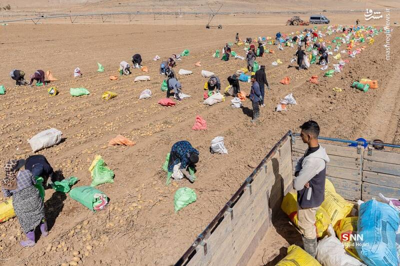 عکس / برداشت سیب زمینی از مزارع فیروزکوه 8