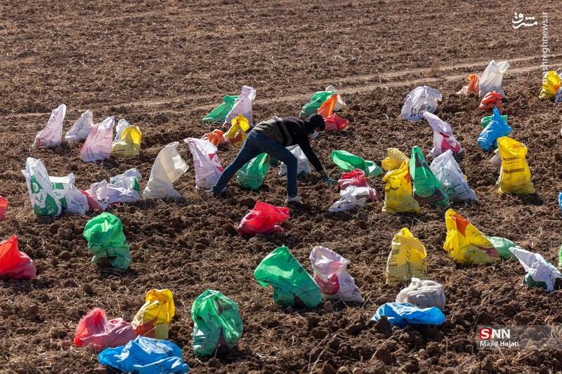 عکس / برداشت سیب زمینی از مزارع فیروزکوه 7