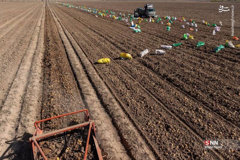 عکس / برداشت سیب زمینی از مزارع فیروزکوه 6