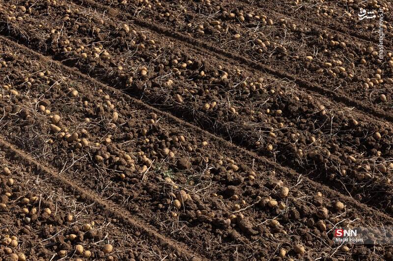 عکس / برداشت سیب زمینی از مزارع فیروزکوه 5