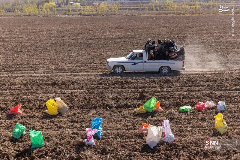 عکس / برداشت سیب زمینی از مزارع فیروزکوه 4