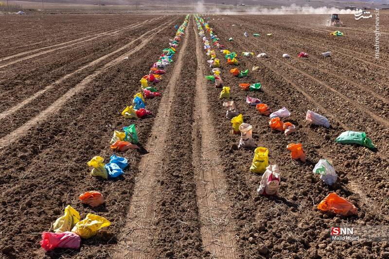 عکس / برداشت سیب زمینی از مزارع فیروزکوه 3