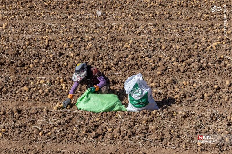 عکس / برداشت سیب زمینی از مزارع فیروزکوه 2