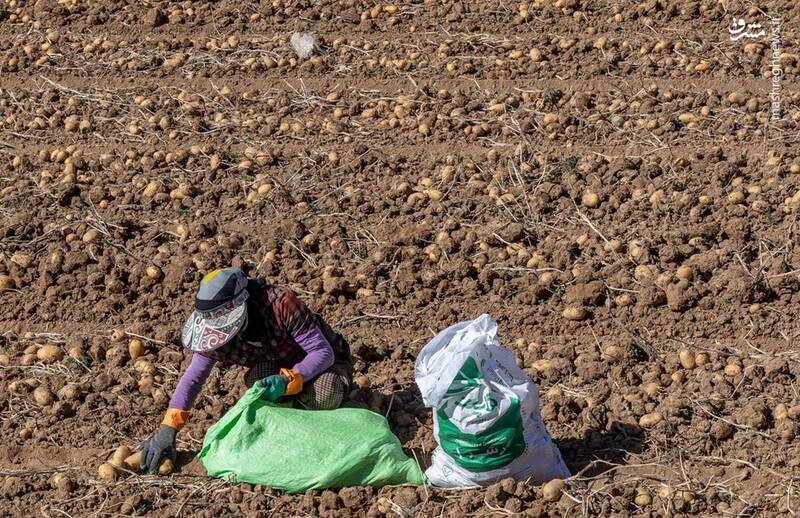 كشاورزي،سيب،زميني،دامپروري،فيروزكوه،سرپرست