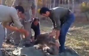 فیلم / نجات یک قلاده خرس قهوه‌ای از تله