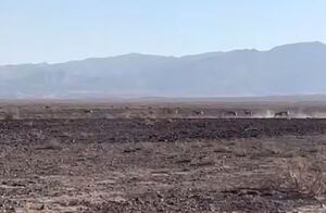 فیلم / احیای جمعیت گور ایرانی در پارک ملی کویر