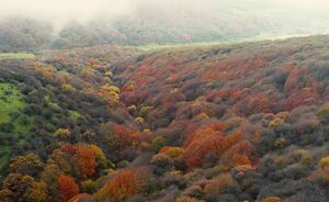 فیلم/ پاییز سحرانگیز در جنگل فندقلو