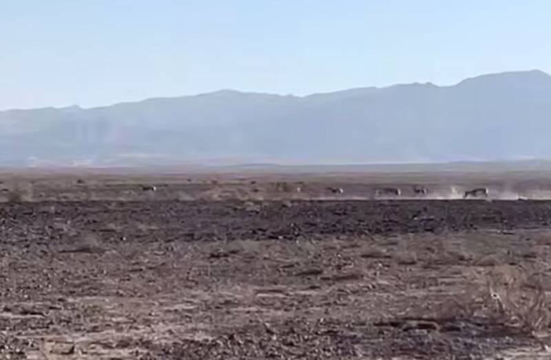 فیلم/ احیای جمعیت گور ایرانی در پارک ملی کویر