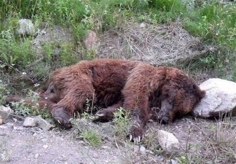 خرس،حفاظت،اداره،زيست،محيط،وحش،حيات