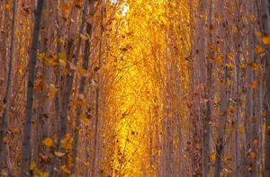 عکس/ پاییز چشم نواز در حشمت‌آباد لرستان