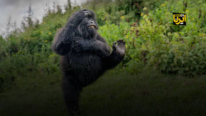  وقتی عکاسان با حیات وحش شوخی می‌کنند!