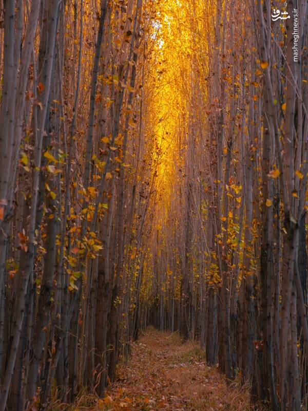 عکس / پاییز چشم نواز در حشمتآباد لرستان