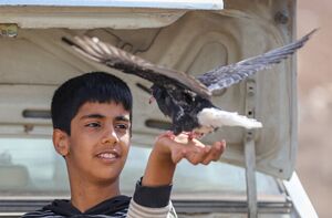 عکس/ بازار پرنده‌فروش‌های بجنورد