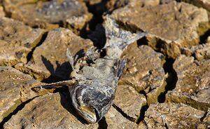 عکس/ خشکسالی بند عبدل آباد و مرگ هزاران ماهی