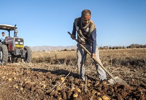 عکس/ برداشت سیب‌زمینی در زنجان