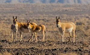 عکس/ پارک ملی کویر؛ امید گور ایرانی