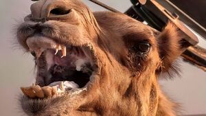 فیلم / شترهای خطرناک