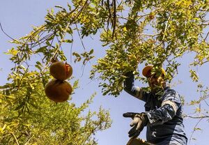 عکس / برداشت انار از باغهای یزد