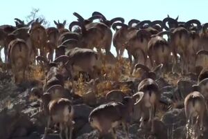 تصاویر بینظیر از حیات وحش غنی لرستان در نیمهی پاییز