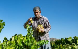 عکس/ فصل انگور در "هزاوه"