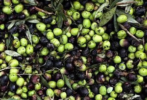 عکس/ برداشت زیتون از باغات علی آبادکتول