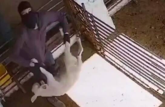  وقتی صهیونیست‌ها به حیوانات هم رحم نمی‌کنند!