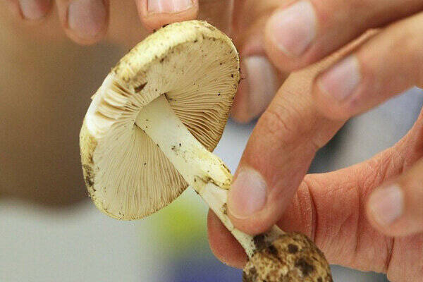 سمي،مصرف،مسموميت،خوراكي،طبيعت،خودرو،شادنيا