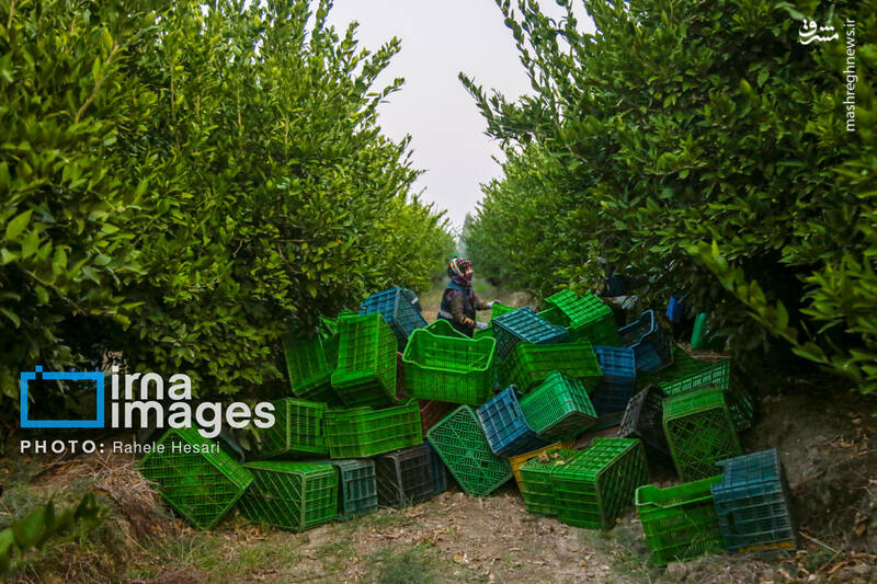 عکس / رزق و روزی در خاک و دریا 34