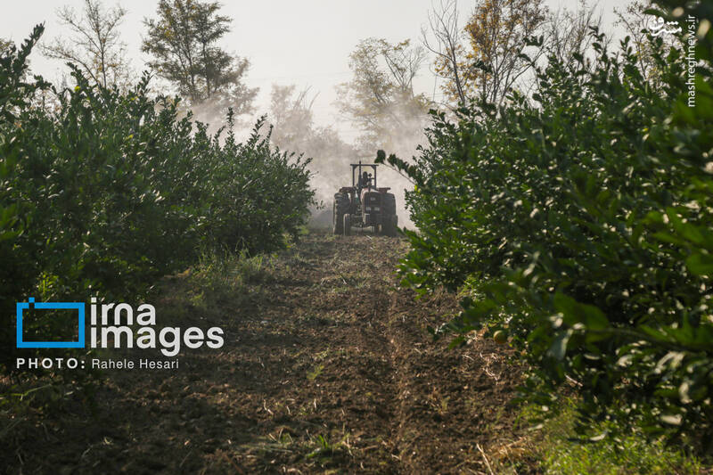 عکس / رزق و روزی در خاک و دریا 33