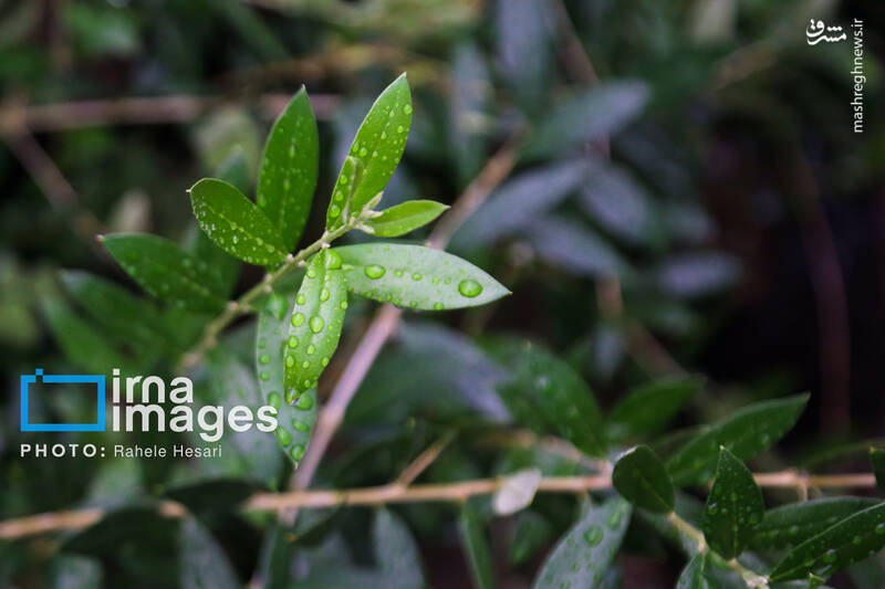 عکس / رزق و روزی در خاک و دریا 32