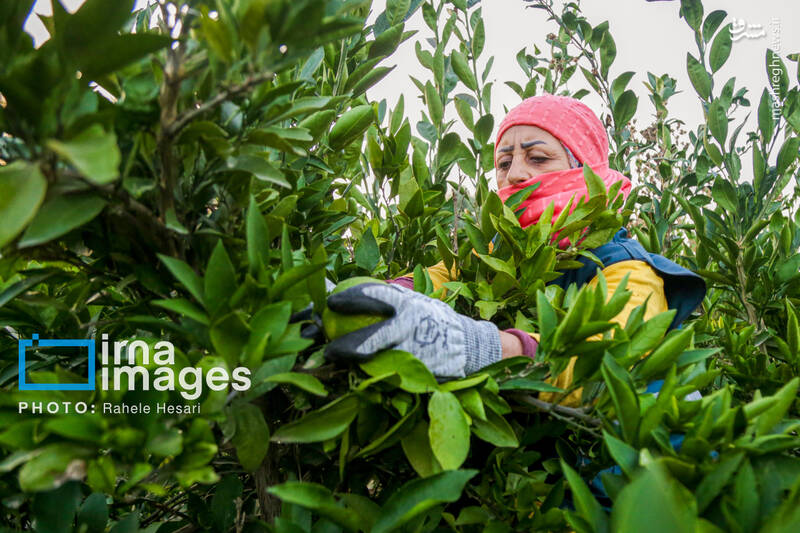 عکس / رزق و روزی در خاک و دریا 31