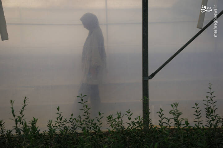 كشت،نارنگي،شيلاتي