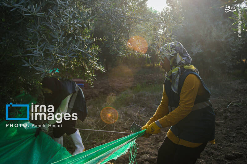 عکس / رزق و روزی در خاک و دریا 29